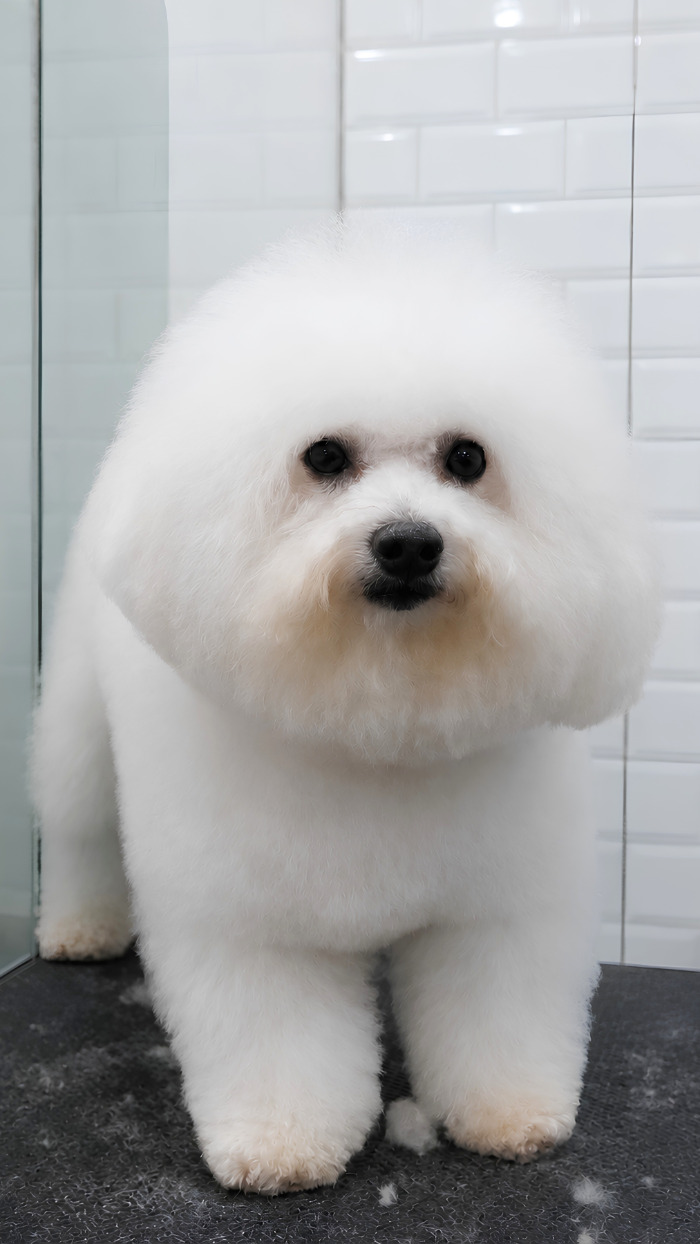 {{ p2.name }} after grooming