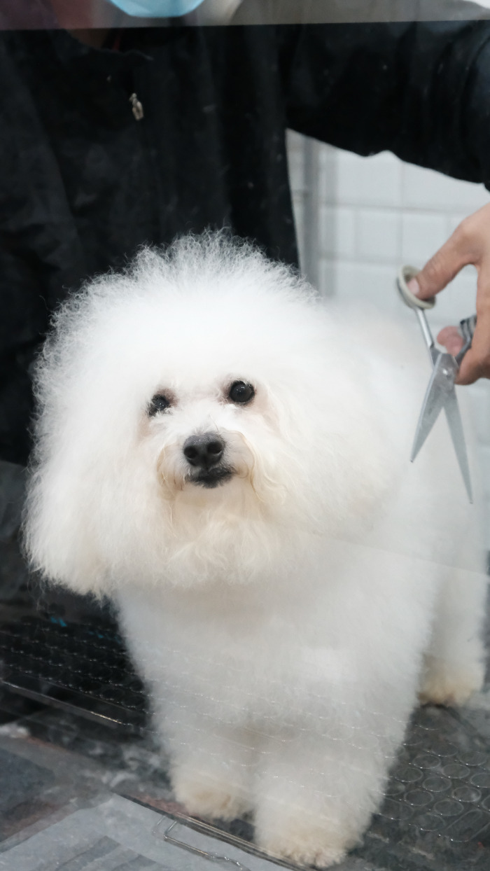 {{ p2.name }} before grooming