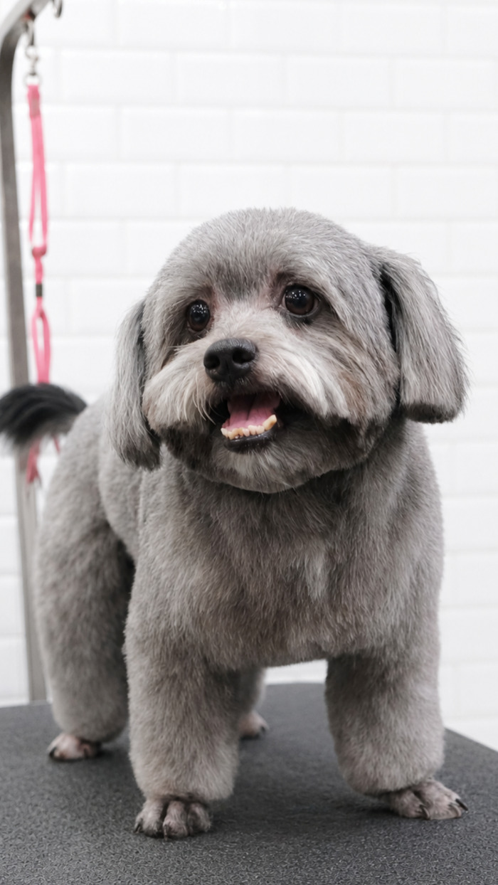 {{ p1.name }} after grooming