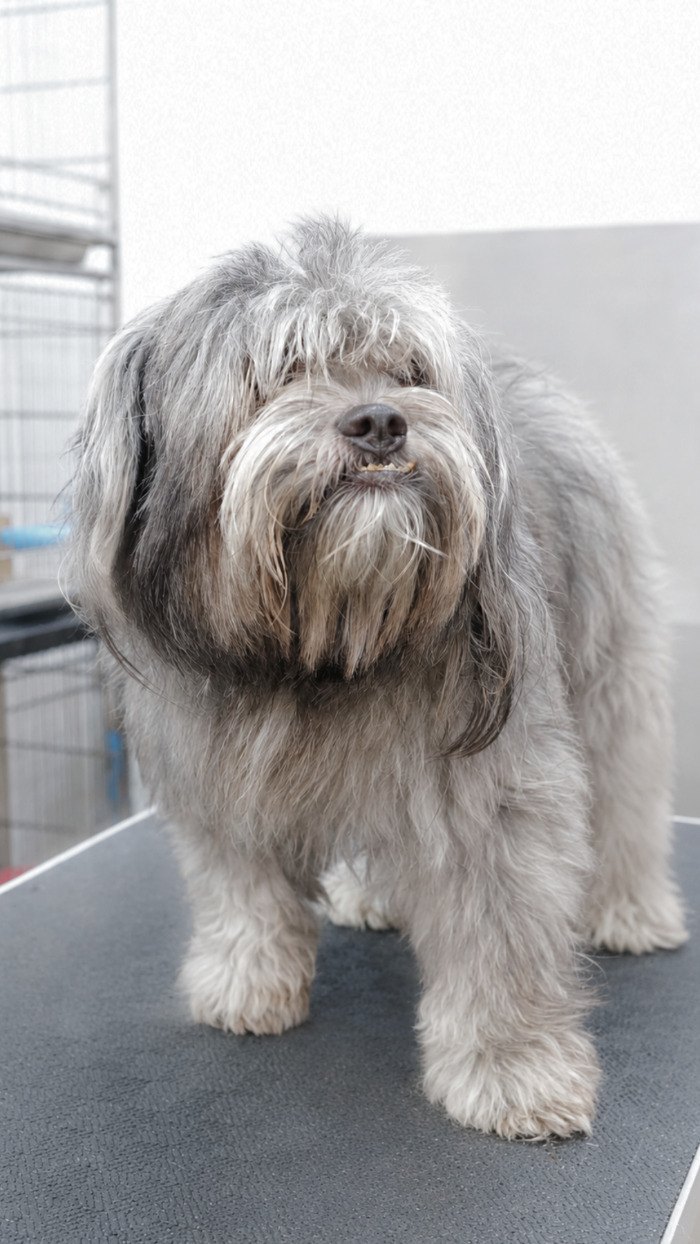 {{ p1.name }} before grooming