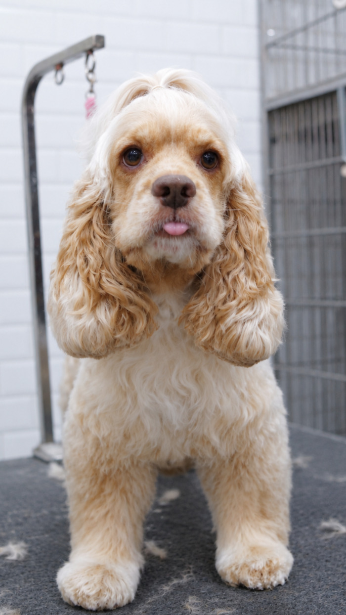 {{ p0.name }} after grooming